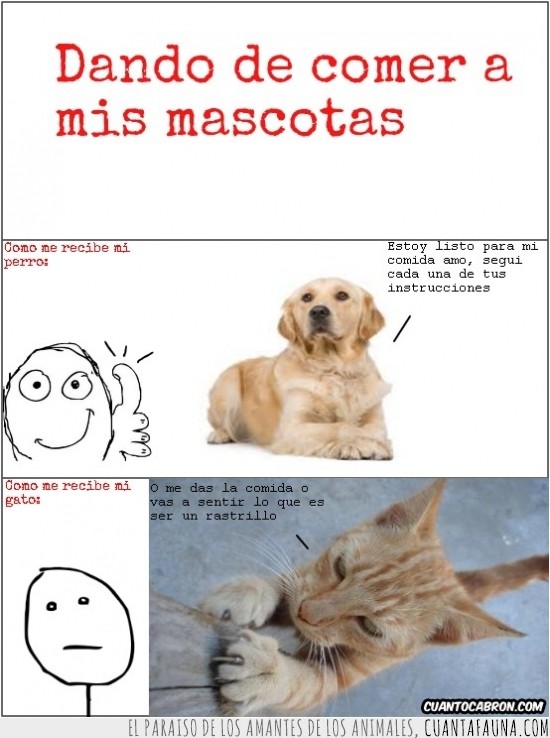 uñas,arañar,Obediente,Perro,Rebelde,Gato